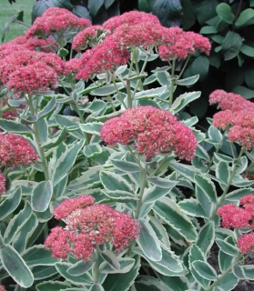 Sedum telephium Autumn Charm 'Lajos'